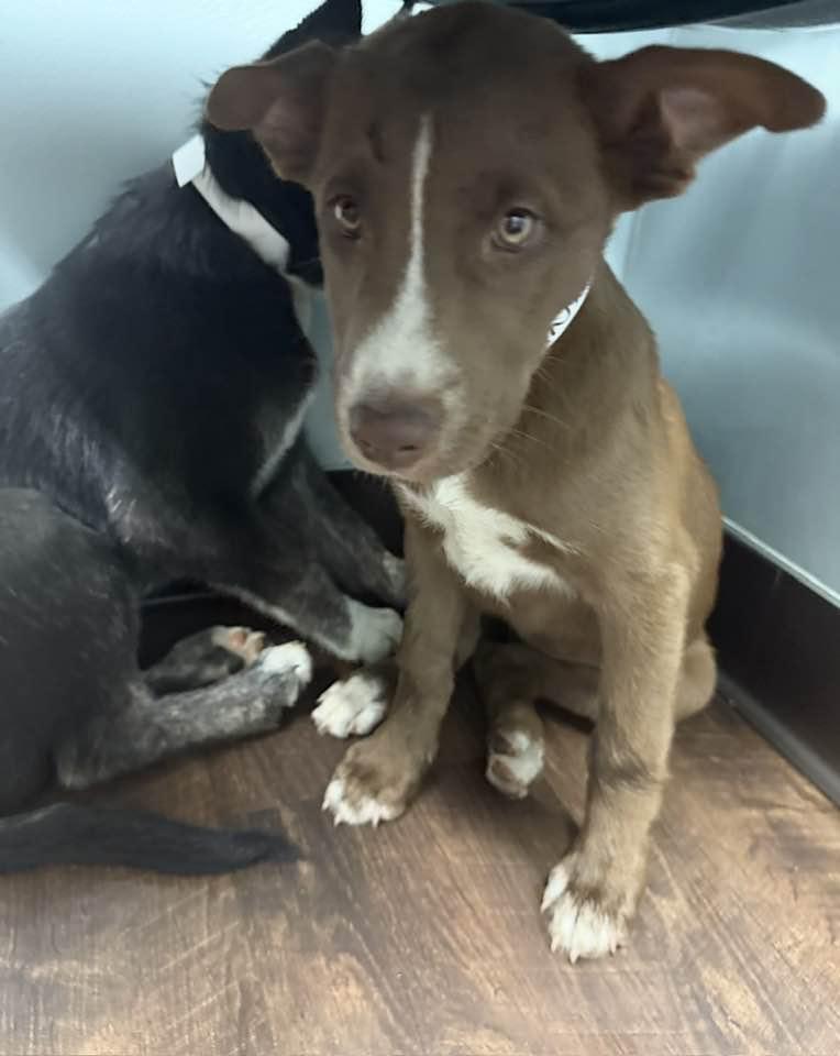 Enlarge Clementine, a Adoptable mixed breed in Mount Holly, NJ image 3/4