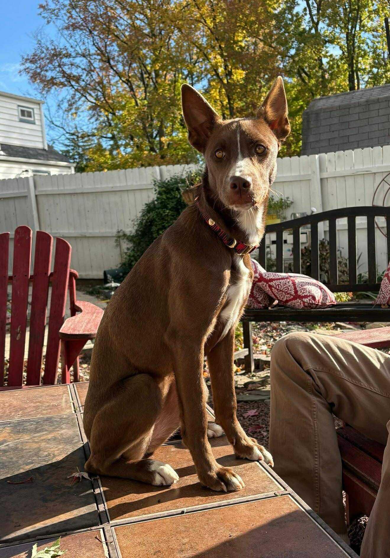 Enlarge Clementine, a Adoptable mixed breed in Mount Holly, NJ image 5/6