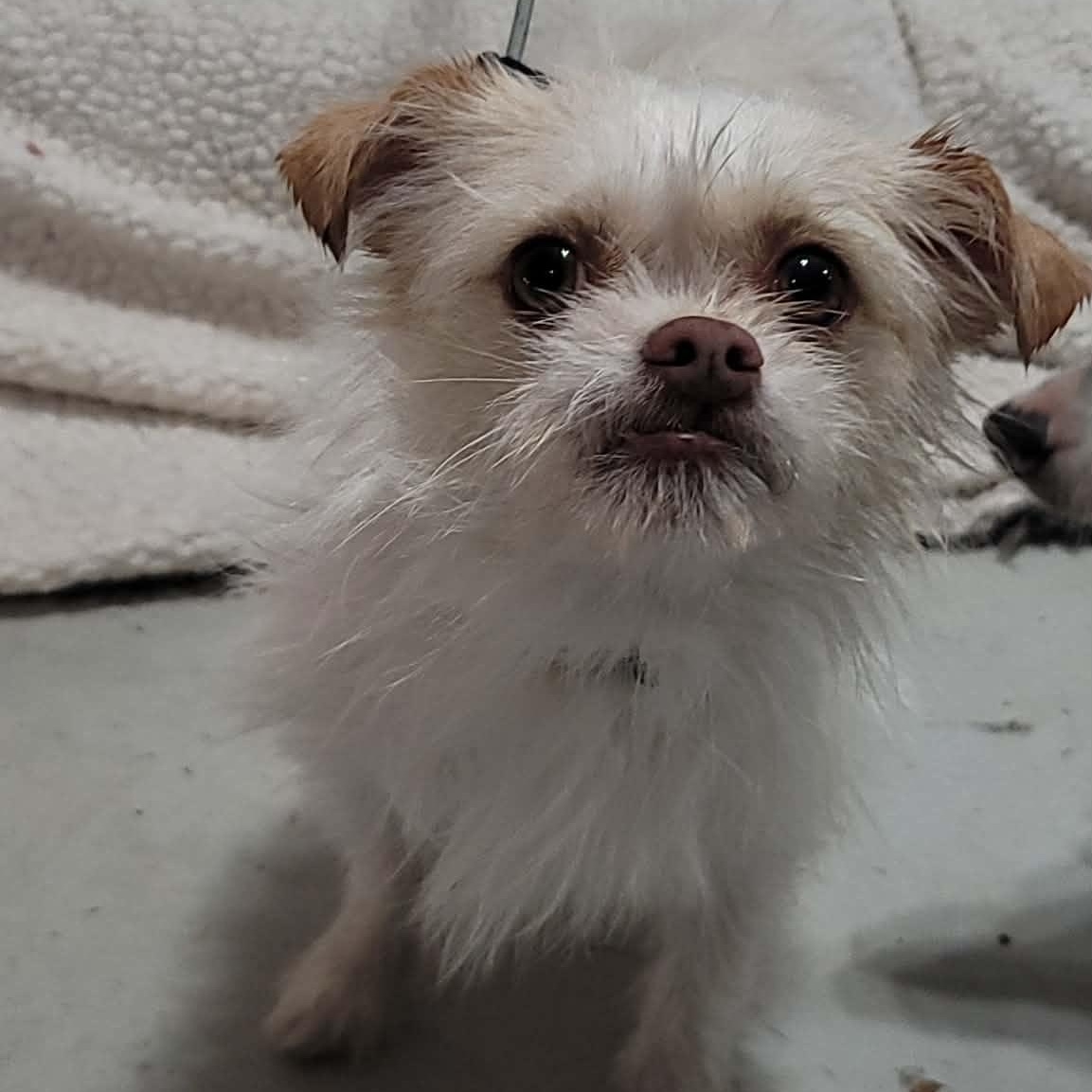 Willi, adopted, Young Male Brussels Griffon.