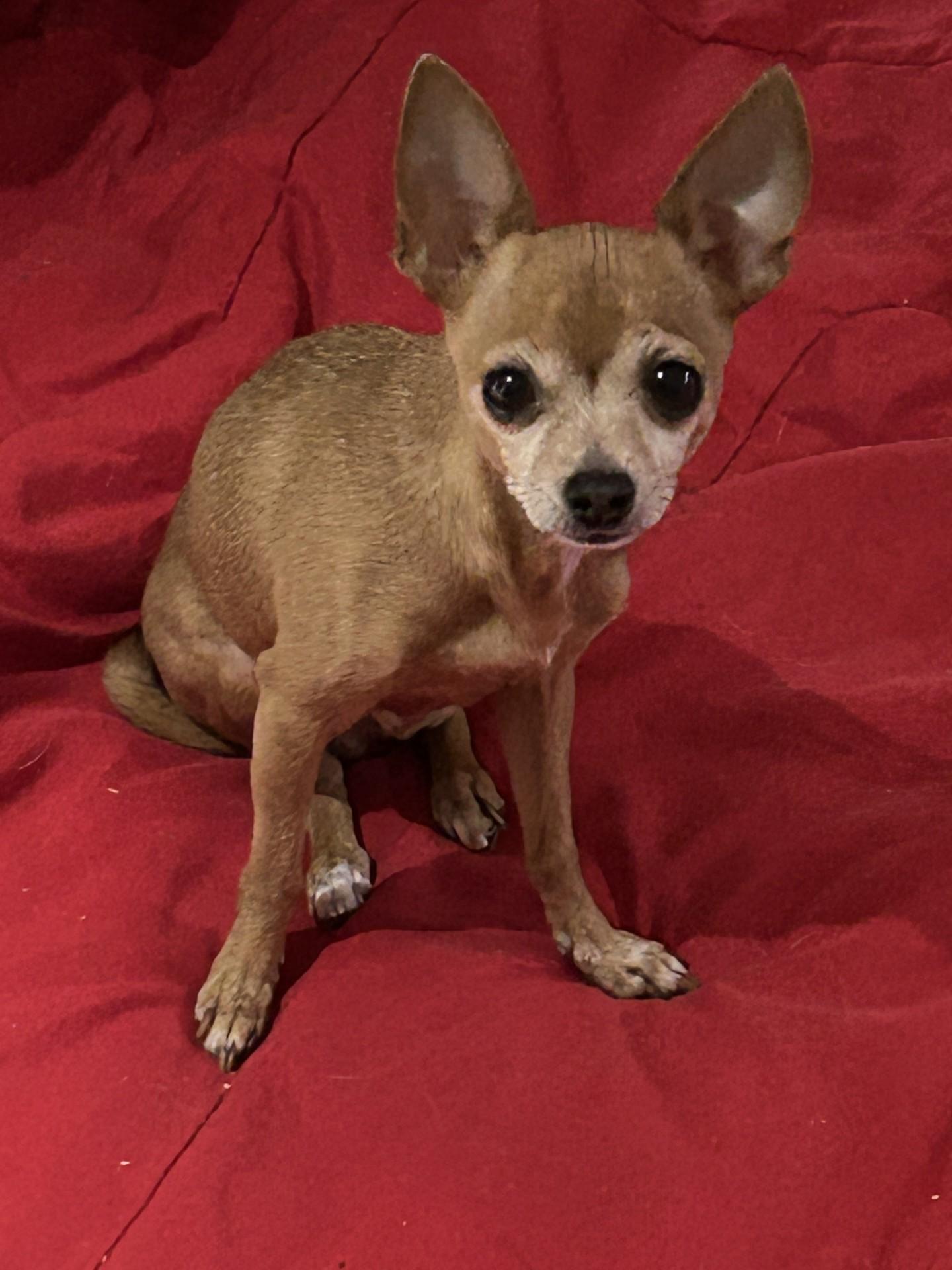 Tula, ADOPTABLE, Senior Female Chihuahua.