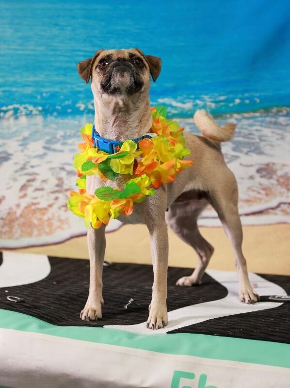 Sandy, Adoptable, Young Female Pug & Mixed Breed.