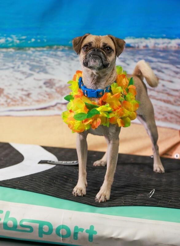 Enlarge Sandy, a Adoptable mixed breed in Van Nuys, CA image 2/6
