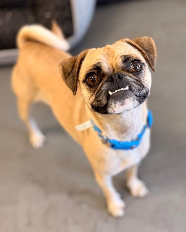 Enlarge Sandy, a Adoptable mixed breed in Van Nuys, CA image 3/6