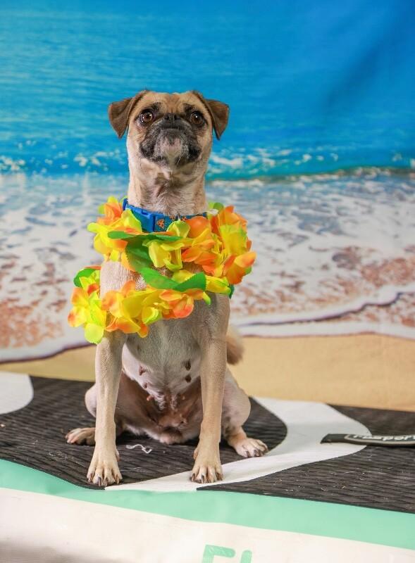 Enlarge Sandy, a Adoptable mixed breed in Van Nuys, CA image 4/6