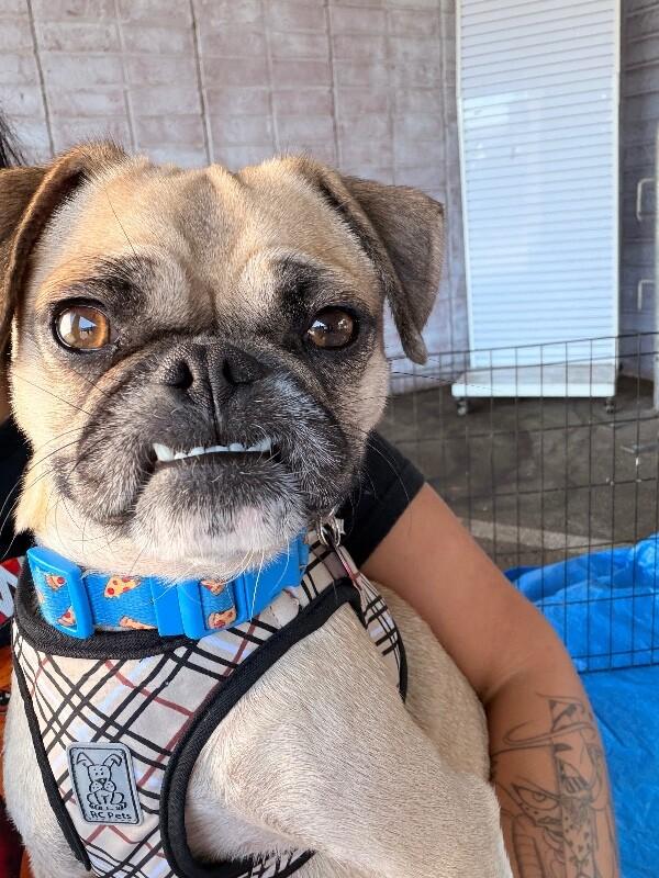 Enlarge Sandy, a Adoptable mixed breed in Van Nuys, CA image 5/6