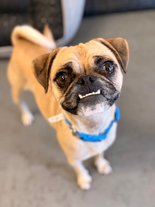 Enlarge Sandy, a Adoptable mixed breed in Van Nuys, CA image 6/6