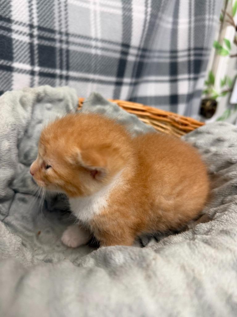 Enlarge BUTTERSCOTCH, a Adoptable mixed breed in Algona, IA image 1/4