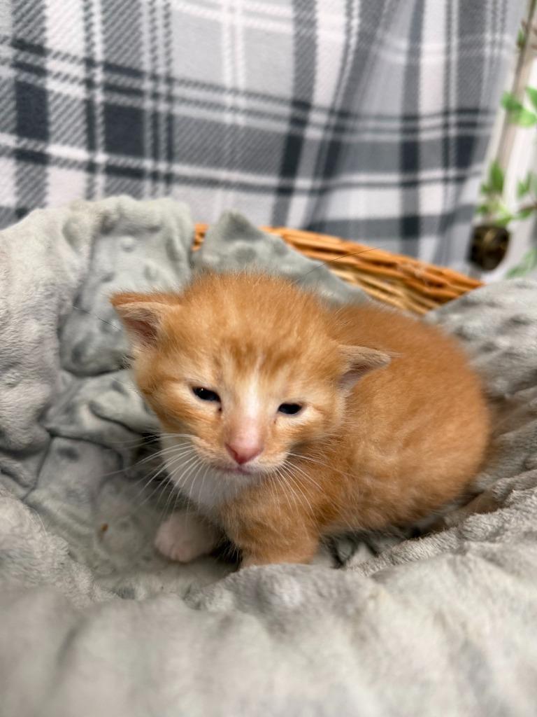 Enlarge BUTTERSCOTCH, a Adoptable mixed breed in Algona, IA image 4/4