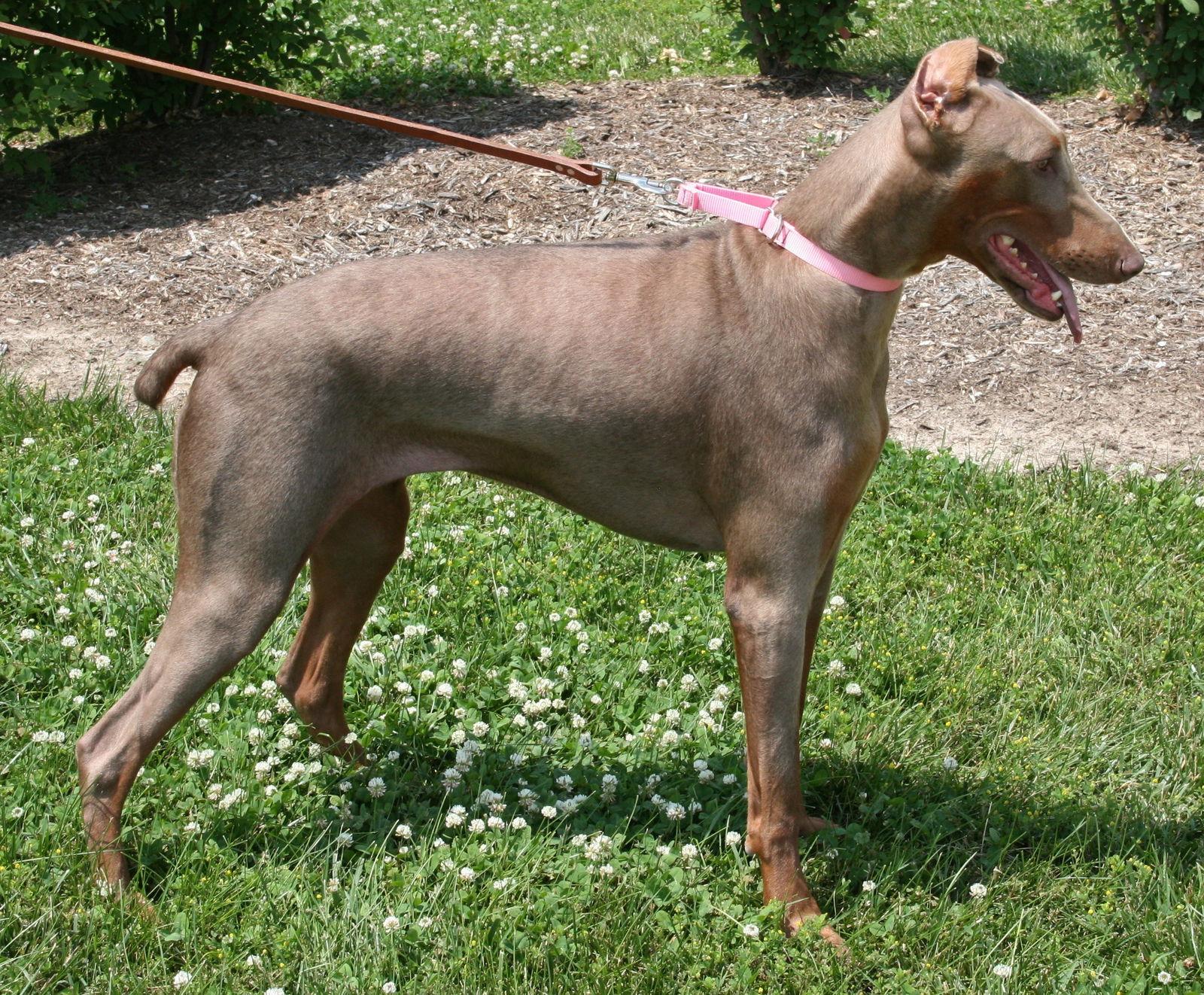 Jezzie, Adopted, Adult Female Doberman Pinscher.