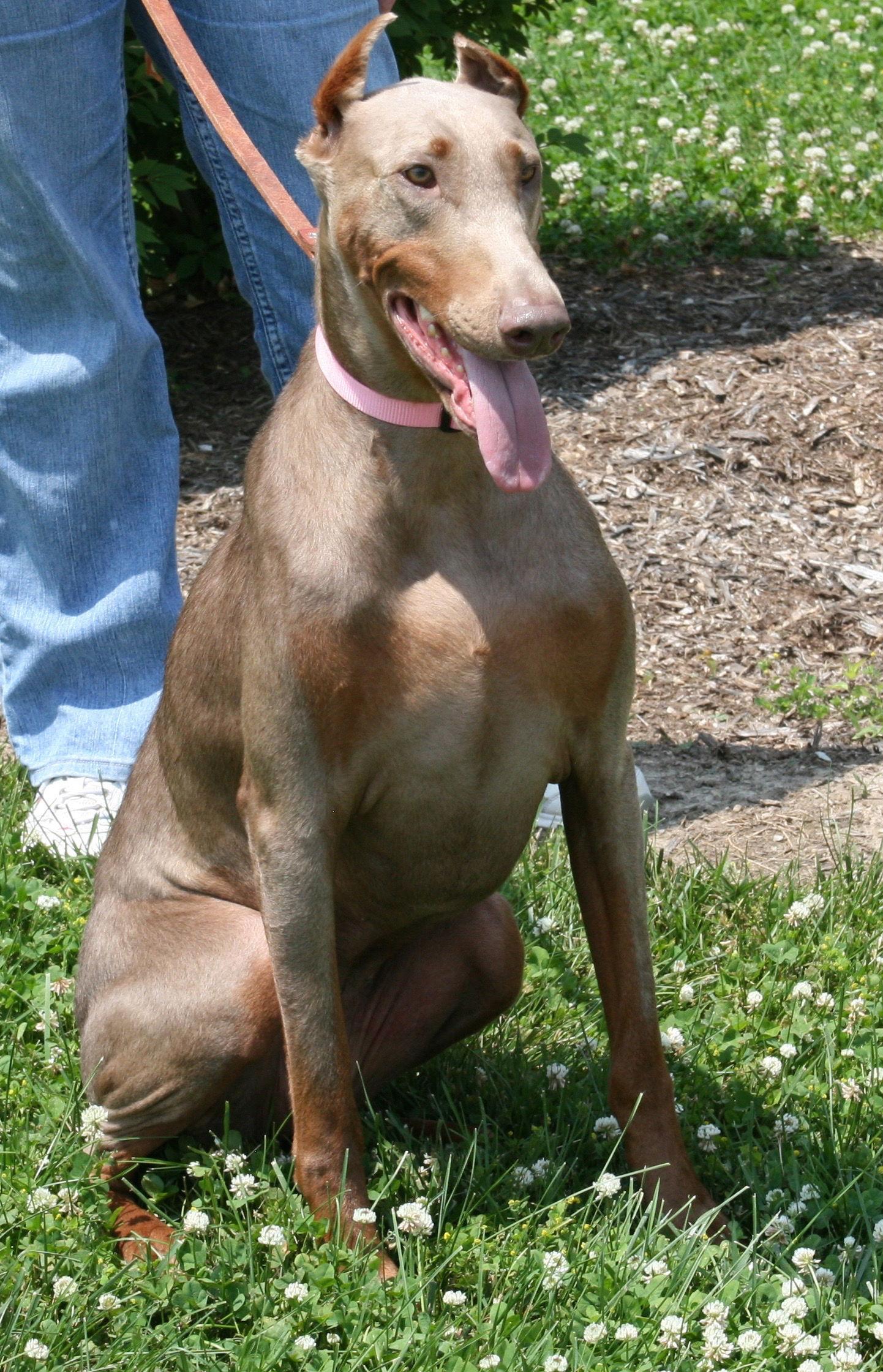 Enlarge Jezzie, a Adopted Doberman Pinscher in Saint Charles, MO image 2/3