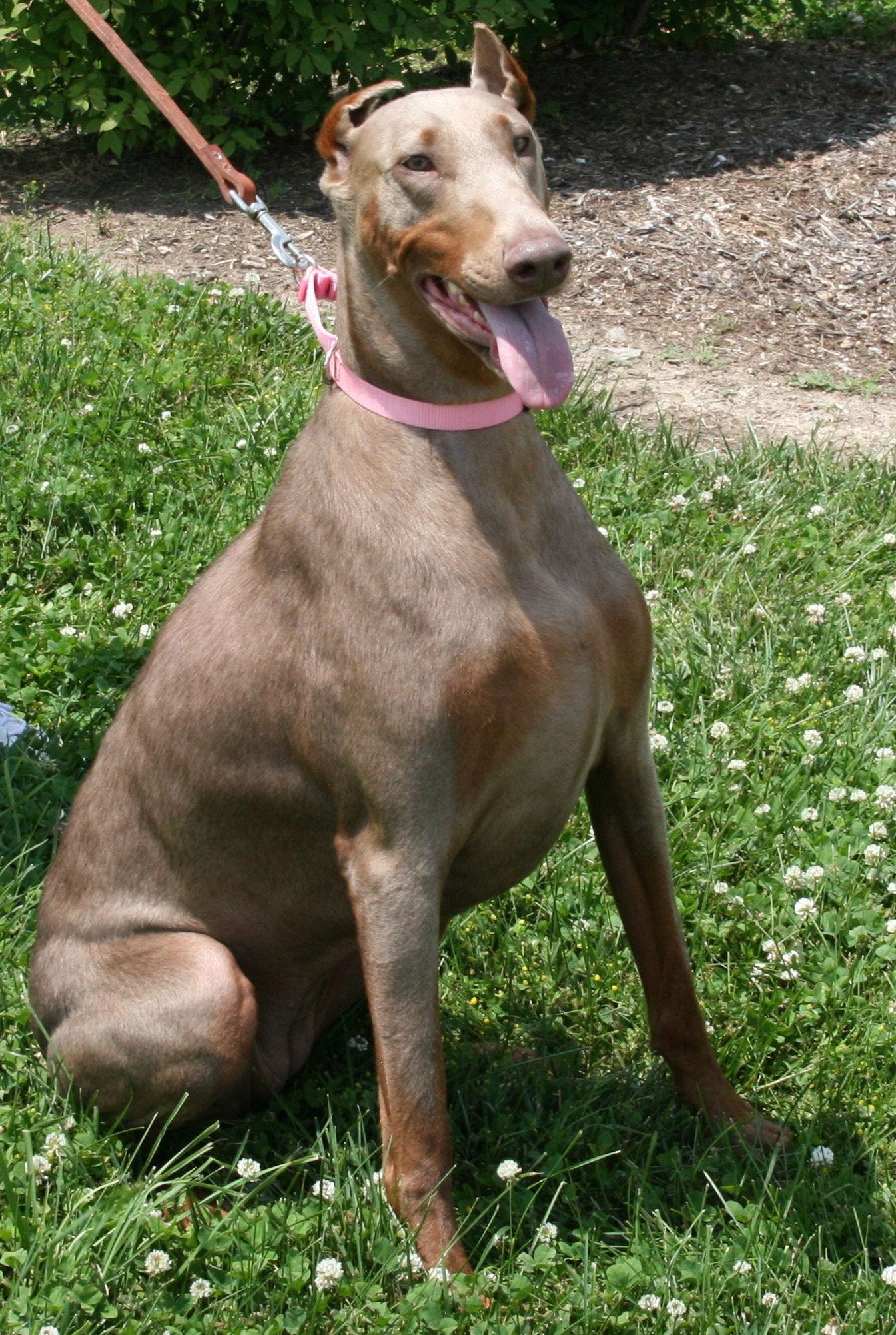 Enlarge Jezzie, a Adopted Doberman Pinscher in Saint Charles, MO image 3/3