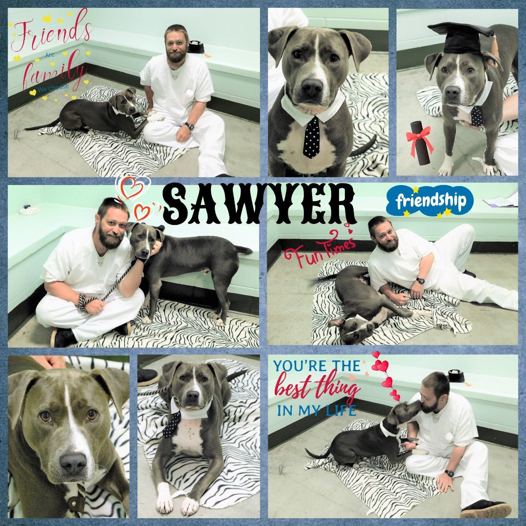 Sawyer, a Adoptable mixed breed in Milledgeville, GA image 5/6