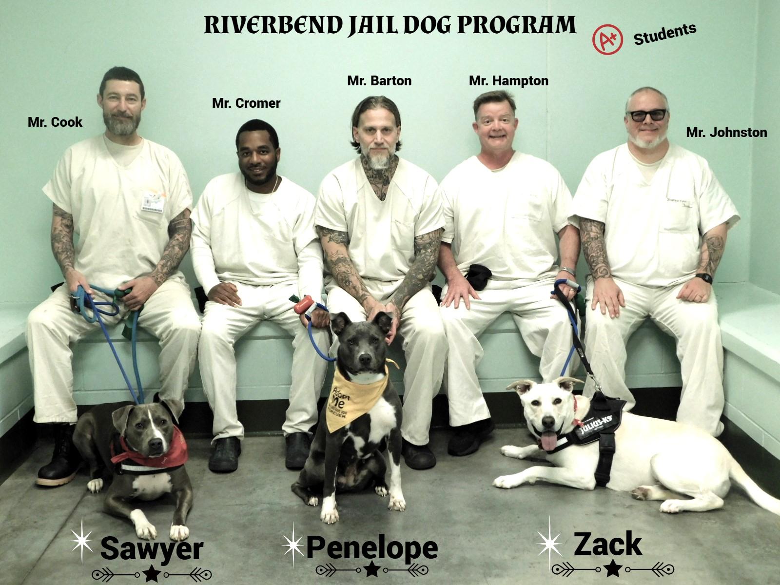 Sawyer, a Adoptable mixed breed in Milledgeville, GA image 4/6