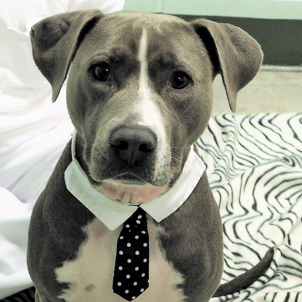 Sawyer, a Adoptable mixed breed in Milledgeville, GA image 1/6