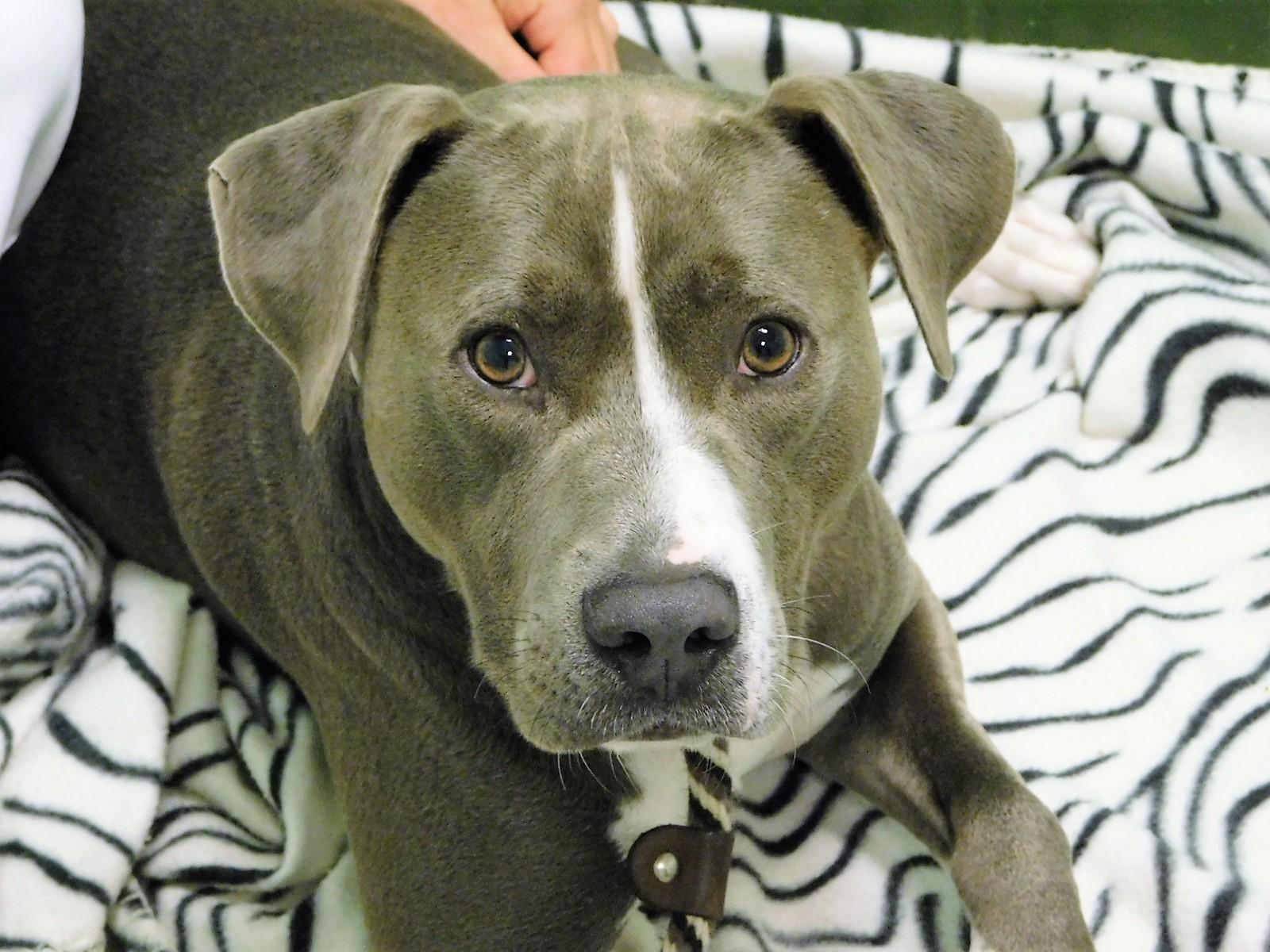 Sawyer, Adoptable, Adult Male Pit Bull Terrier & Labrador Retriever.