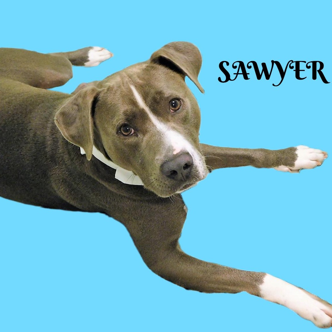 Sawyer, a Adoptable mixed breed in Milledgeville, GA image 3/6