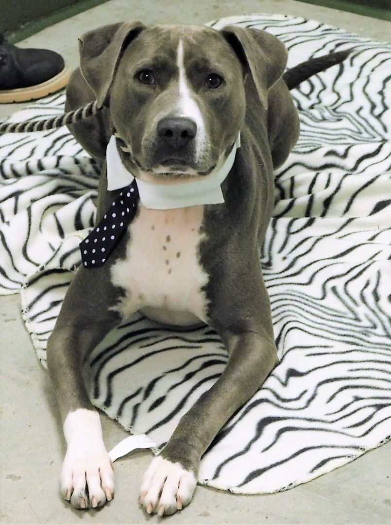 Sawyer, an adoptable Pit Bull Terrier, Labrador Retriever in Milledgeville, GA, 31061 | Photo Image 6