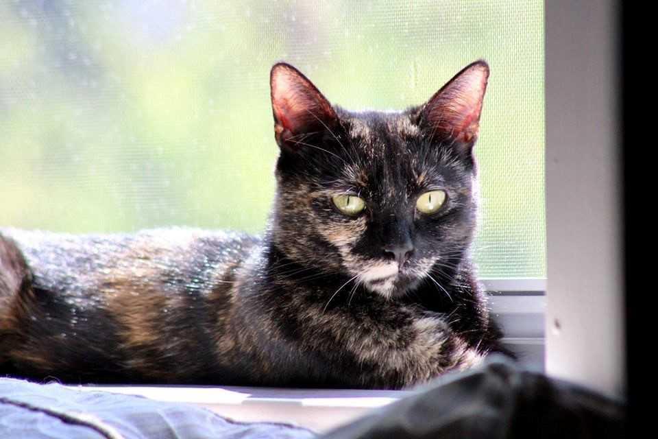 Ash, Adopted, Adult Male Domestic Short Hair & Abyssinian.