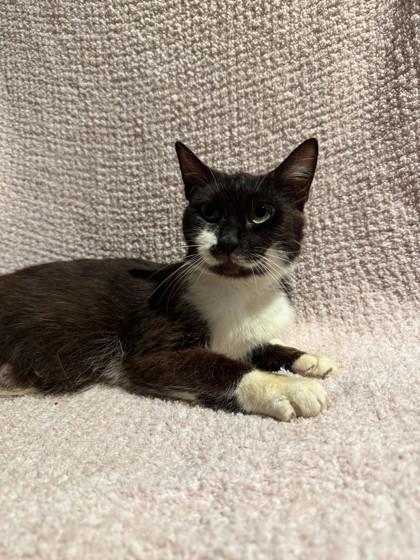 Enlarge Philadelphia, a Adoptable mixed breed in Berwick, PA image 1/1