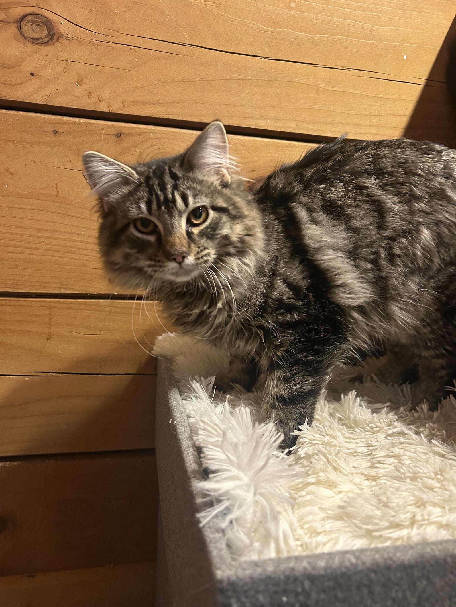 Merk McPurrs, a Adoptable mixed breed in Absecon, NJ image 2/3