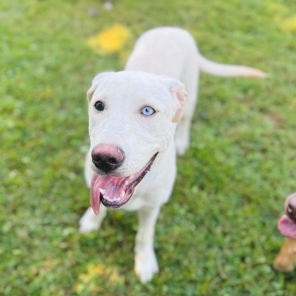Freya, Adoptable, Young Female Labrador Retriever & Husky.