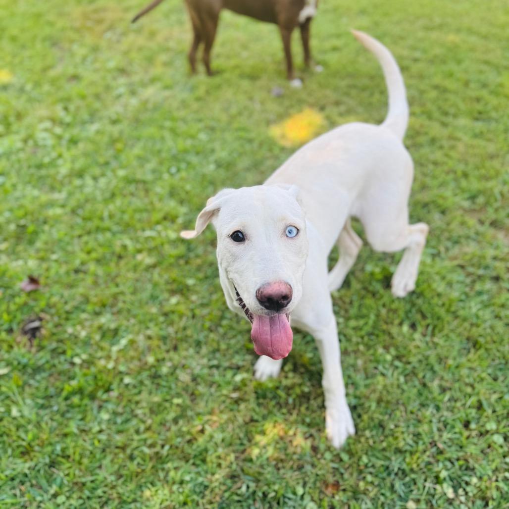Enlarge Freya, a Adoptable mixed breed in Brownsboro, AL image 2/4