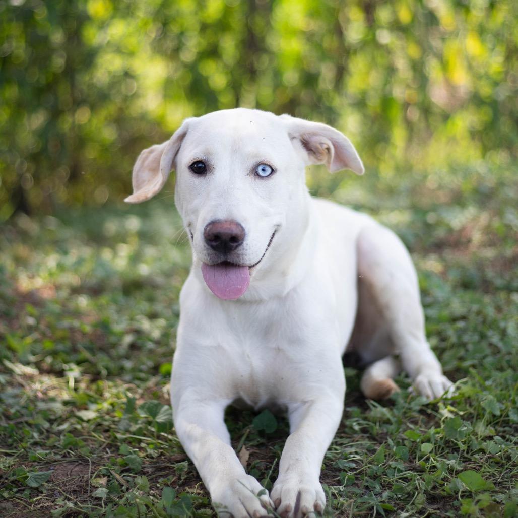 Enlarge Freya, a Adoptable mixed breed in Brownsboro, AL image 3/4