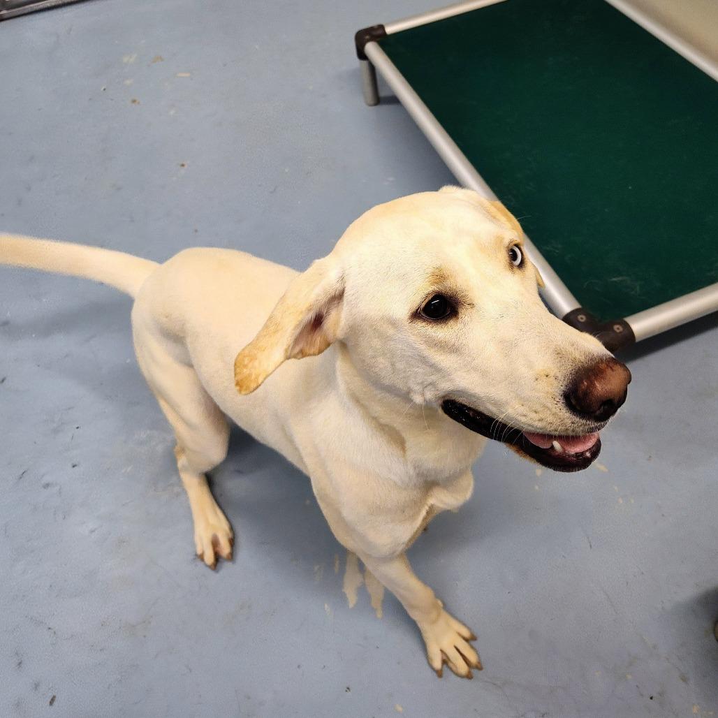 Freya, a Adoptable mixed breed in Brownsboro, AL image 4/6