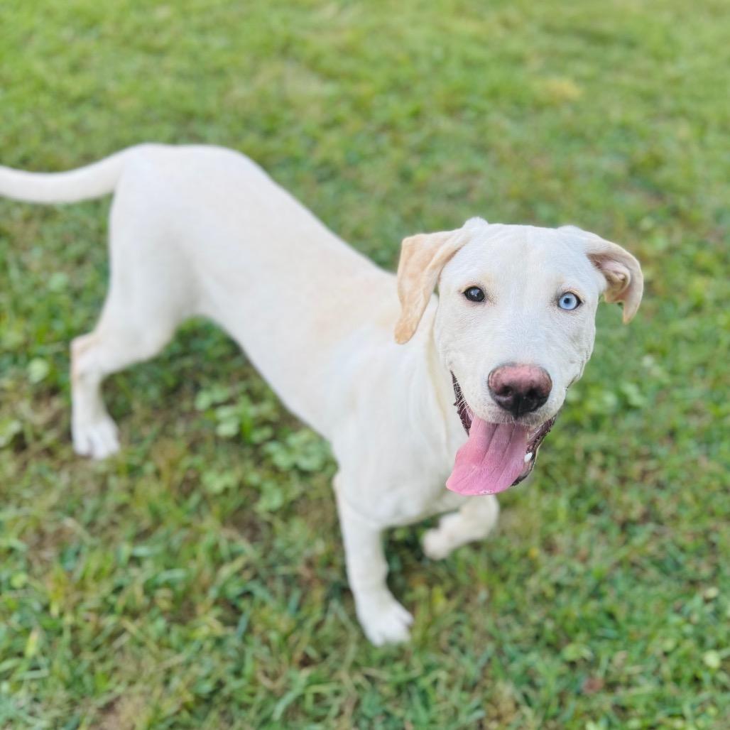Enlarge Freya, a Adoptable mixed breed in Brownsboro, AL image 4/4