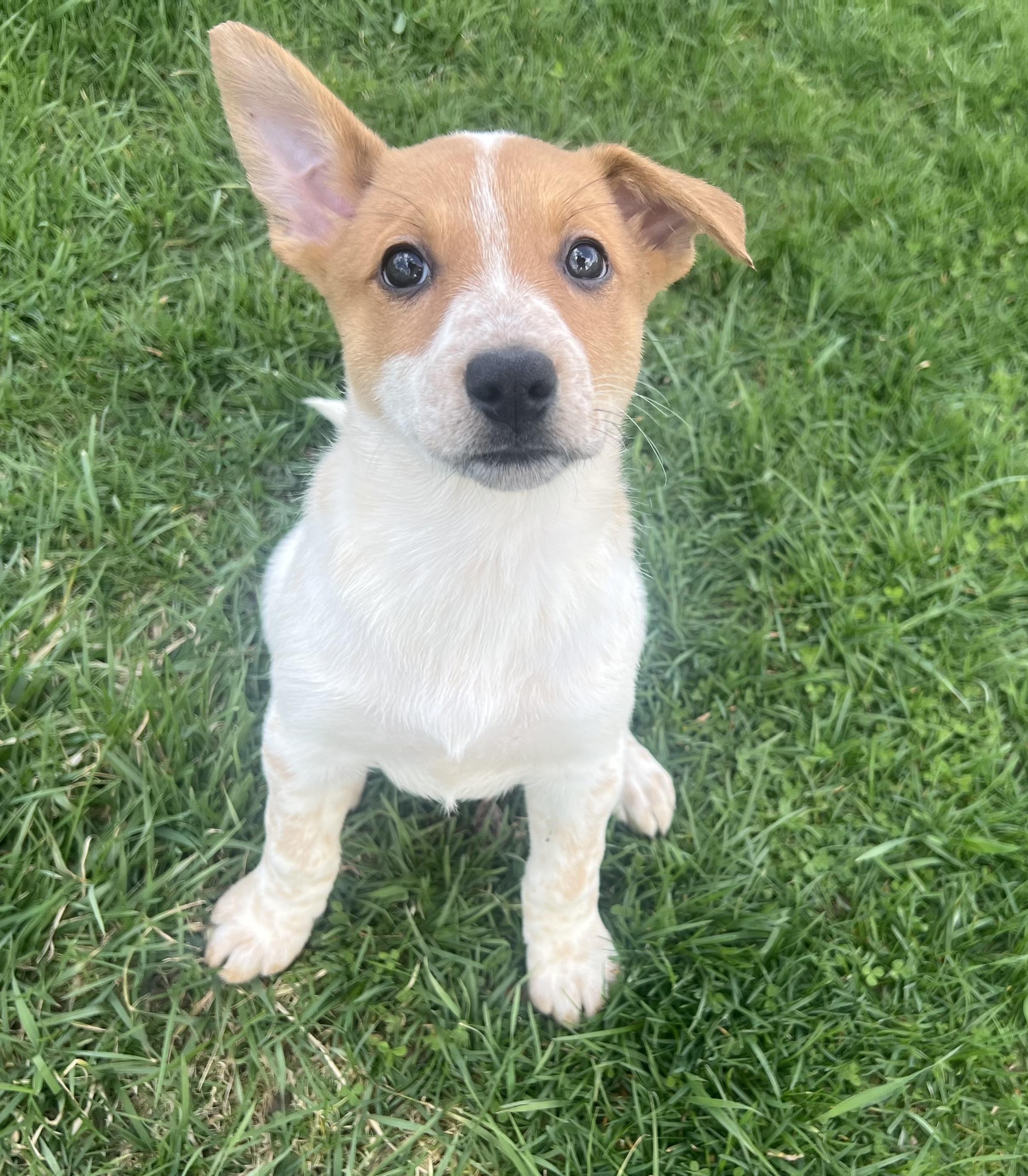 MEADOW, adopted, Puppy Female Mixed Breed.