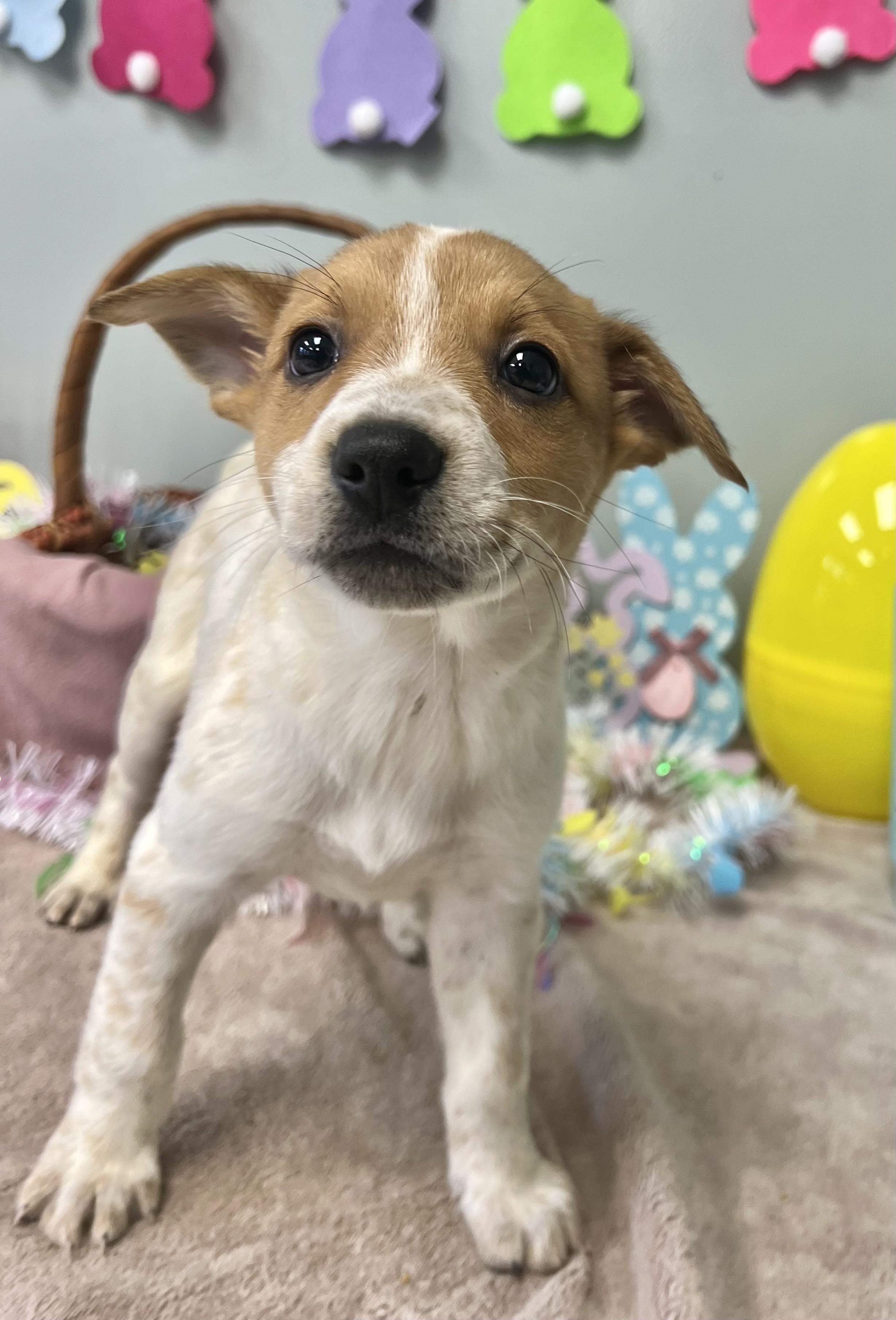 Enlarge MEADOW, an adopted Mixed Breed in Belmont, NY image 3/4