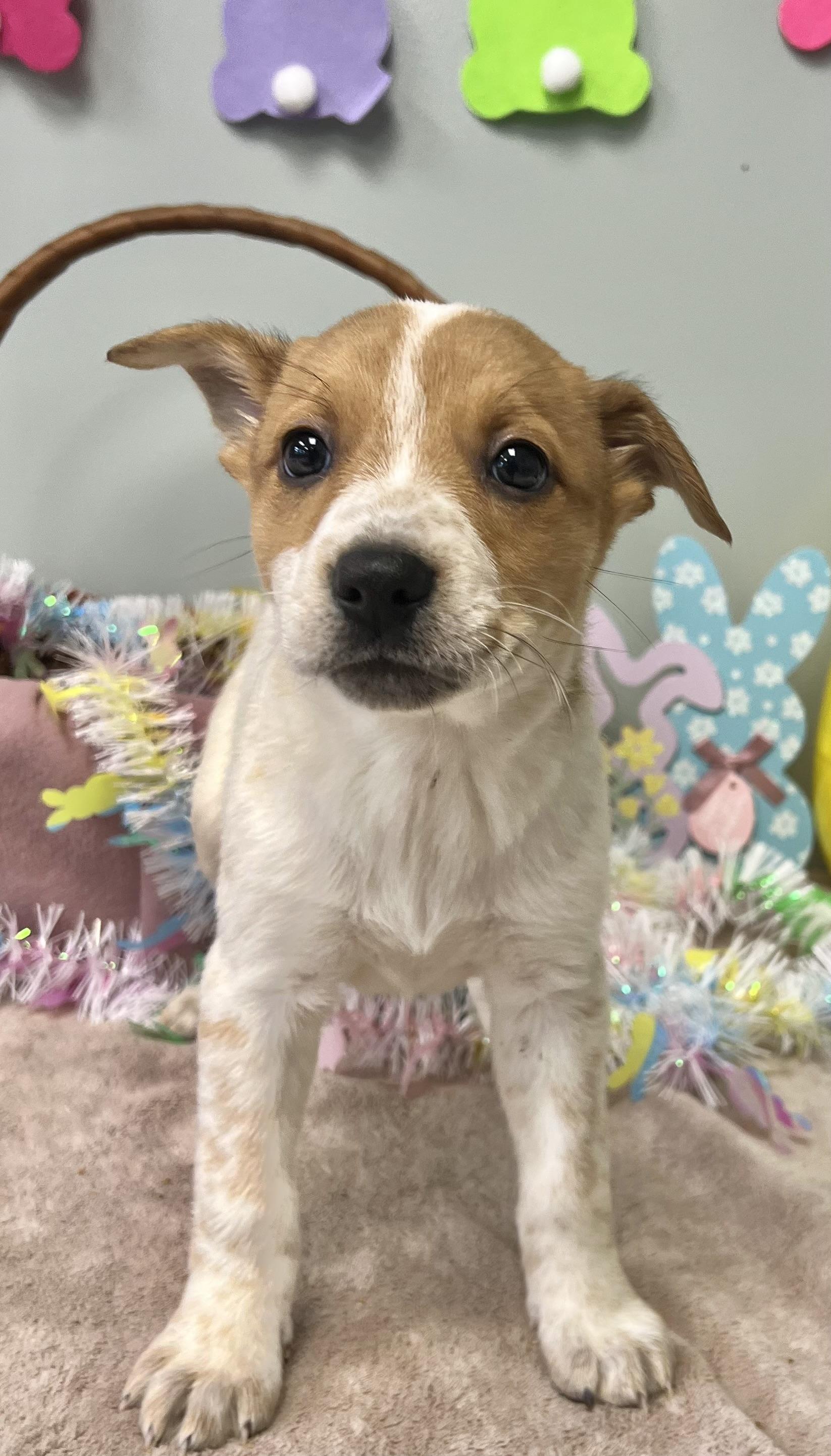 Enlarge MEADOW, an adopted Mixed Breed in Belmont, NY image 4/4