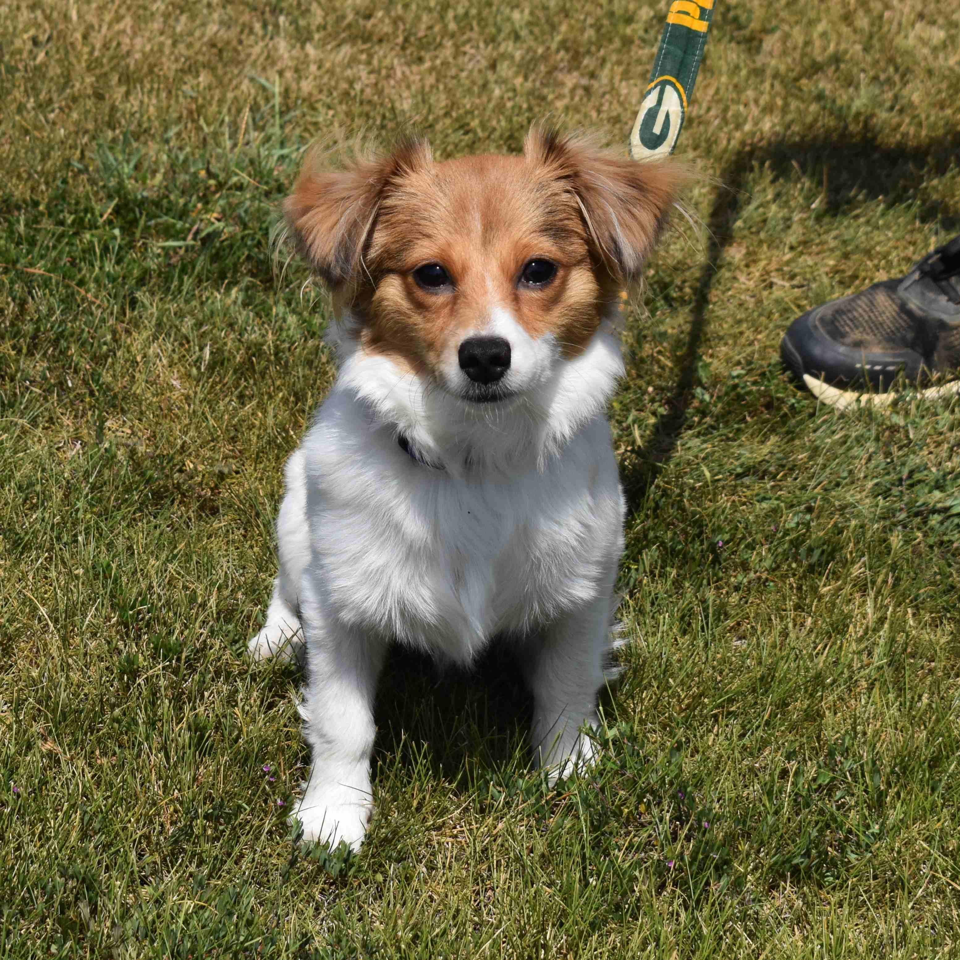 Sugar, an adopted Mixed Breed in Searcy, AR image 2/6