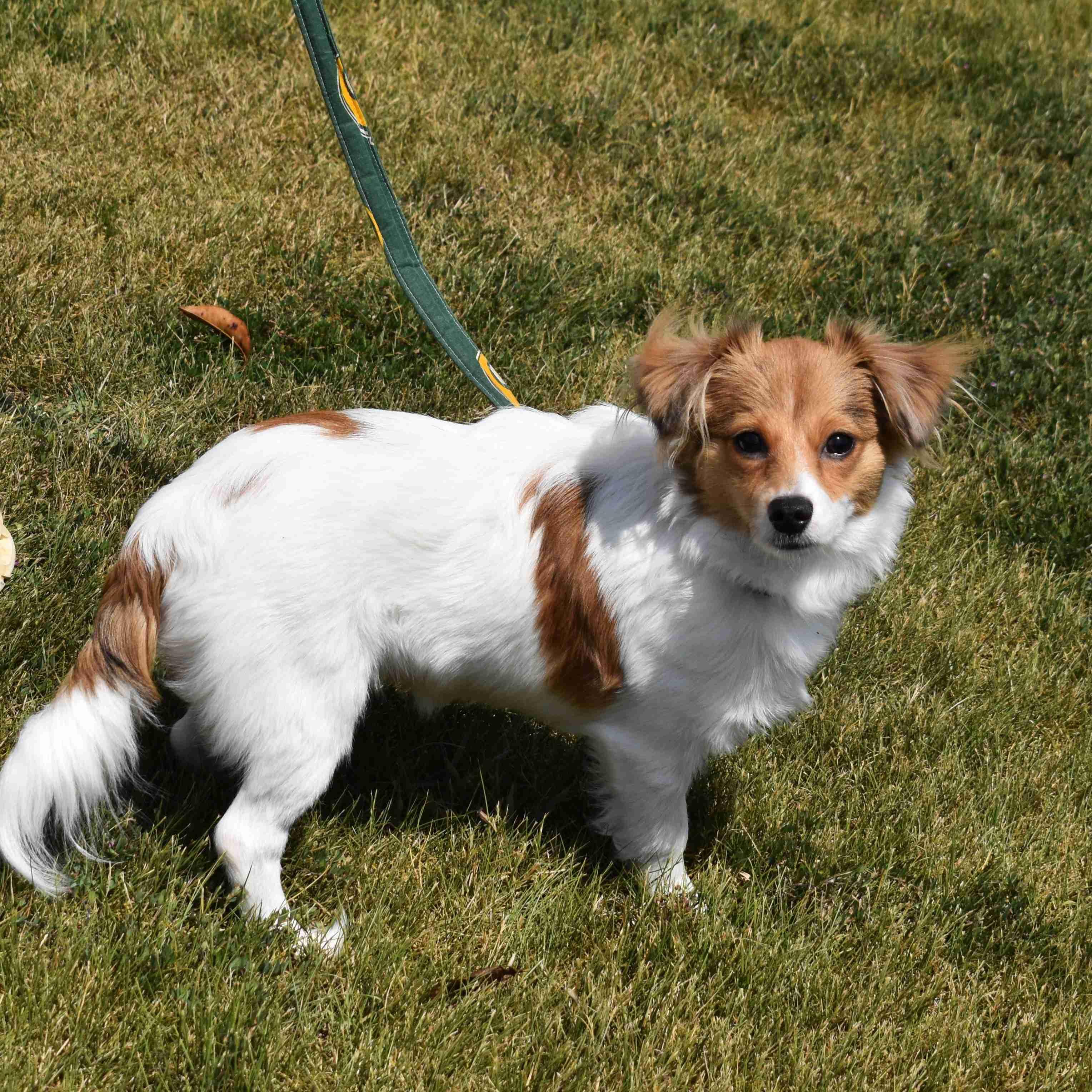 Sugar, adopted, Puppy Female Mixed Breed.