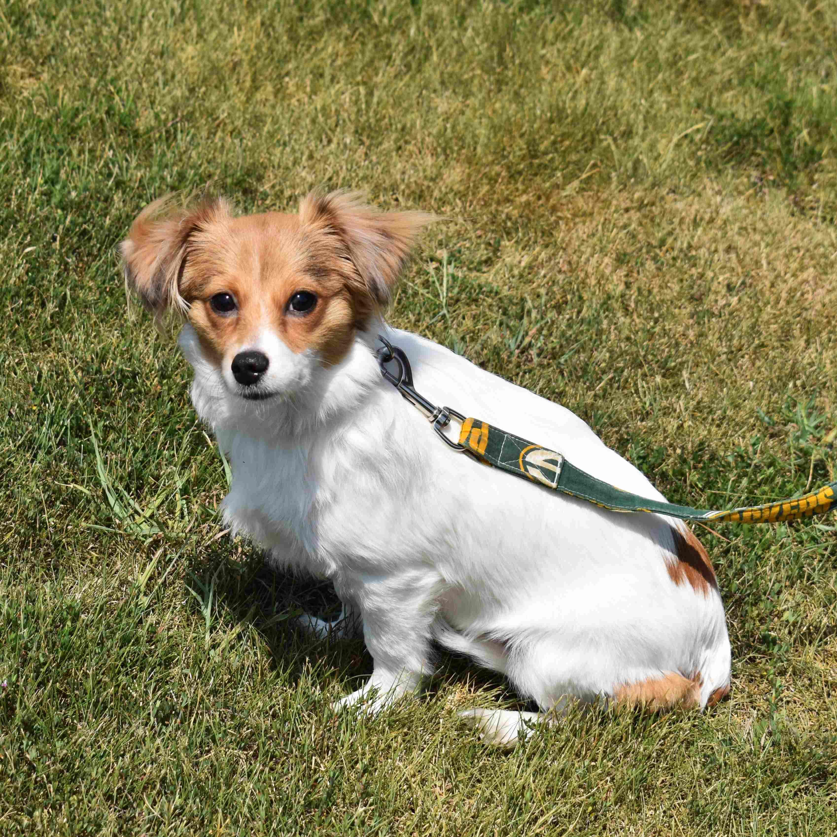 Sugar, an adopted Mixed Breed in Searcy, AR image 3/6