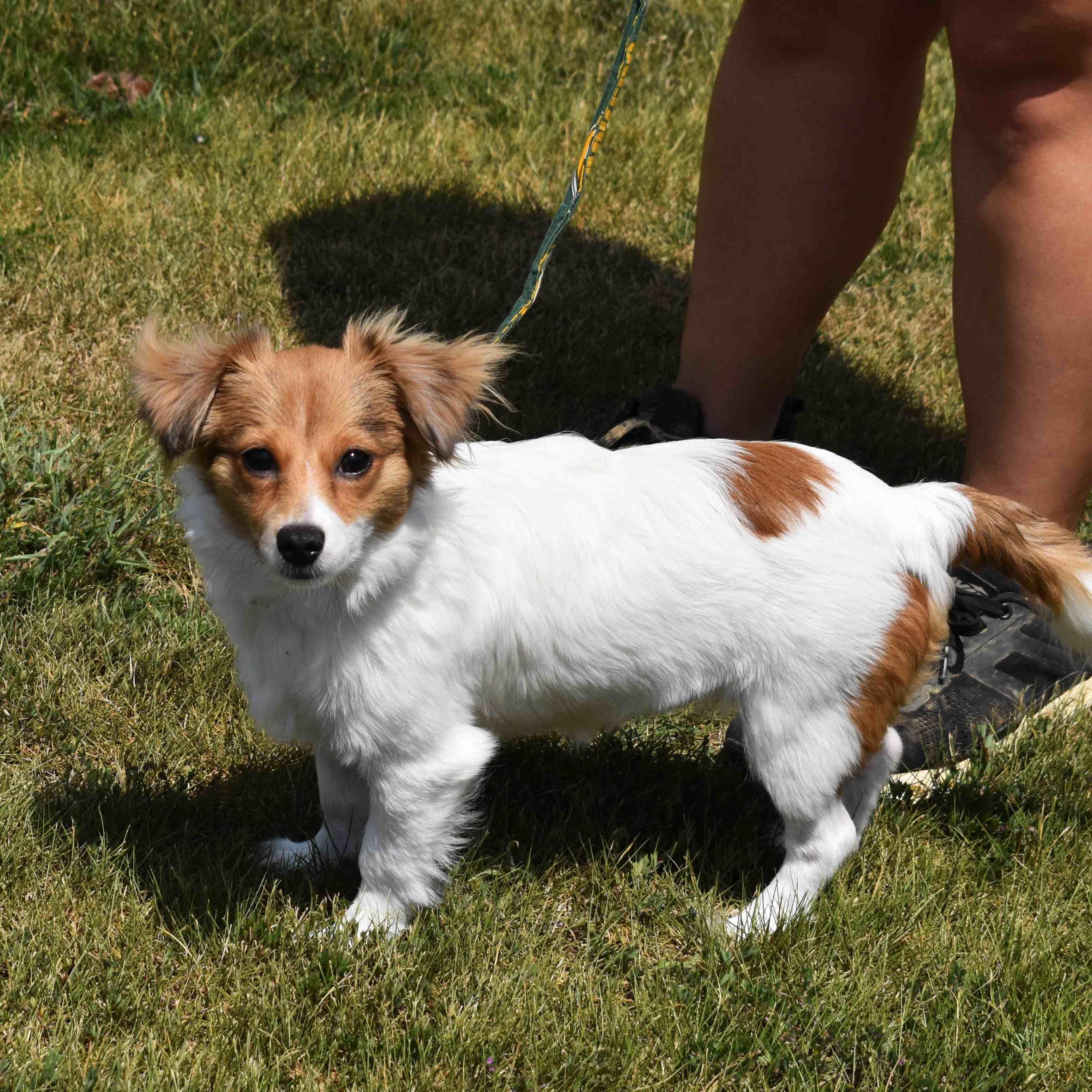 Sugar, an adopted Mixed Breed in Searcy, AR image 6/6