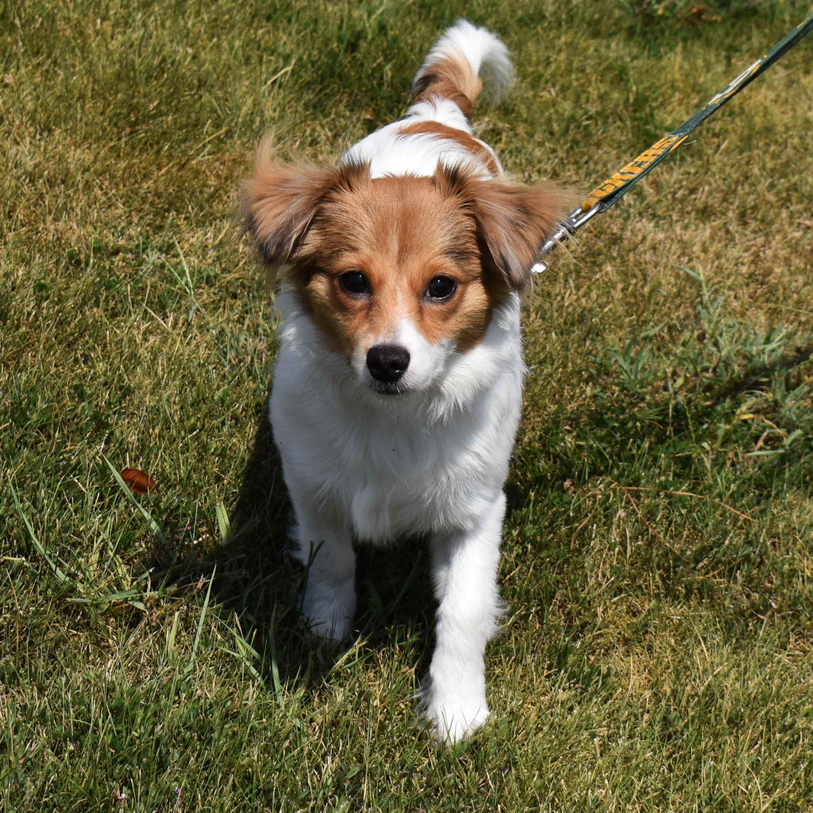 Sugar, an adopted Mixed Breed in Searcy, AR image 4/6