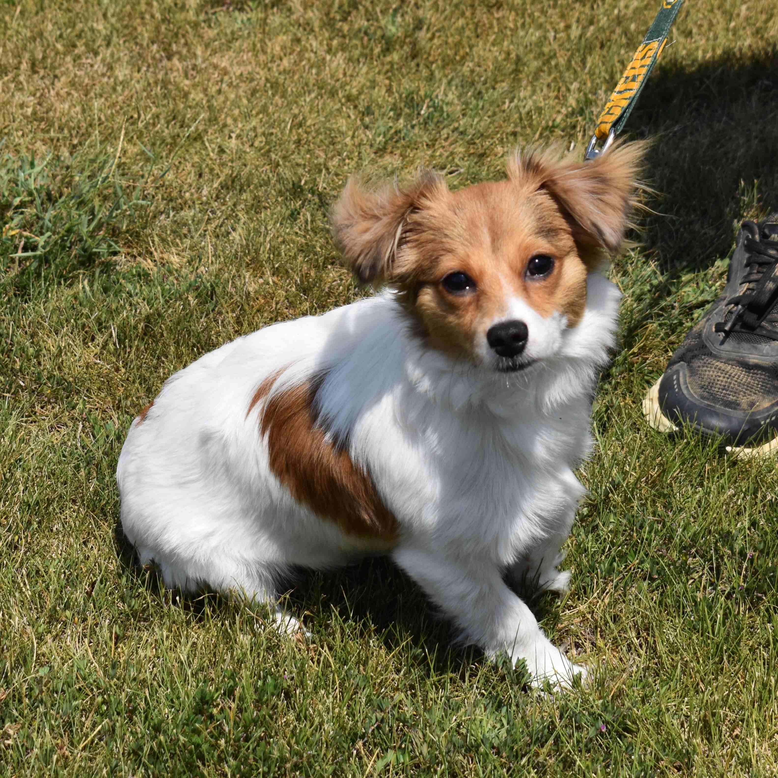 Sugar, an adopted Mixed Breed in Searcy, AR image 5/6