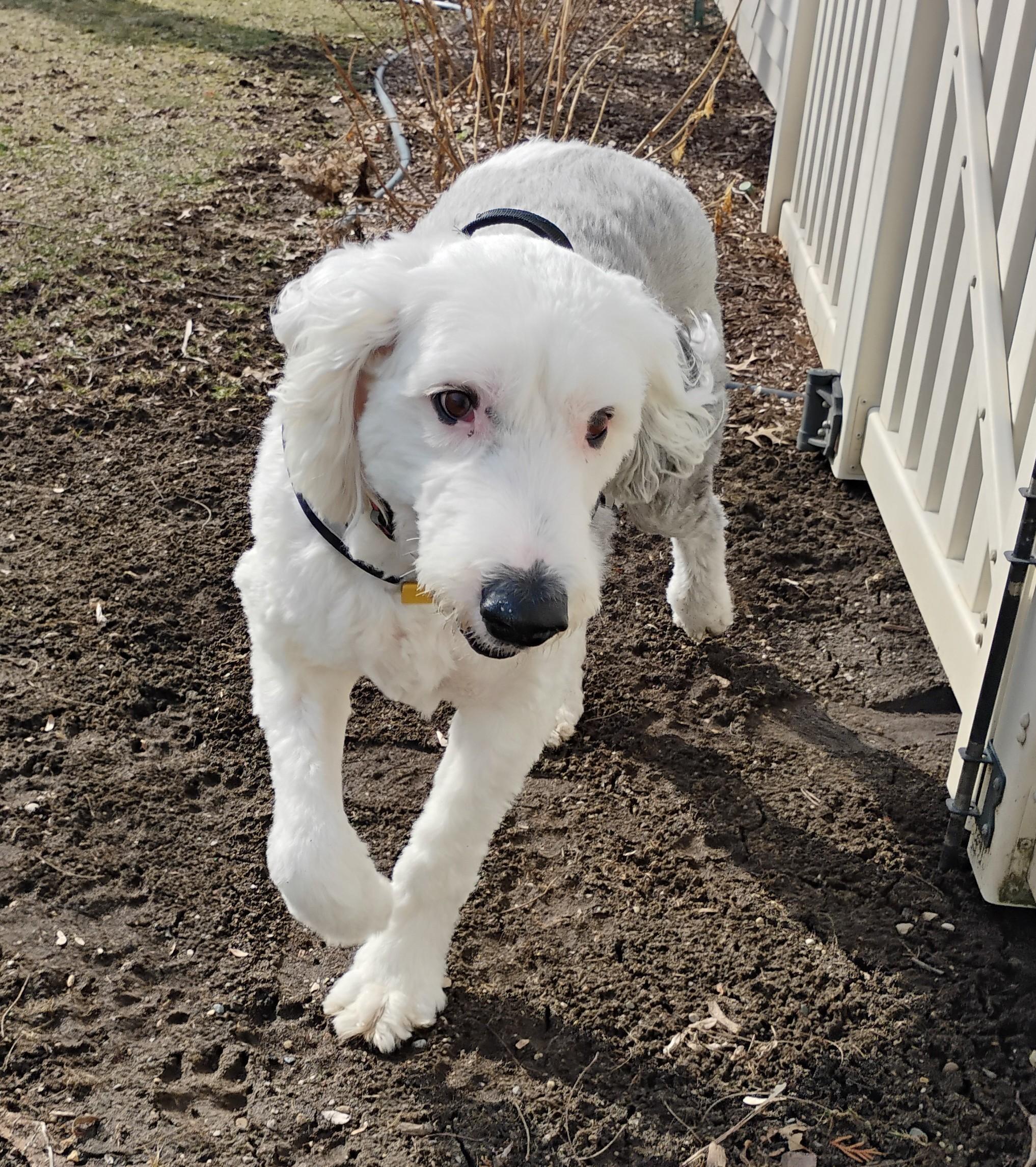 Tucker, an adopted Old English Sheepdog in Plymouth, MI image 5/6
