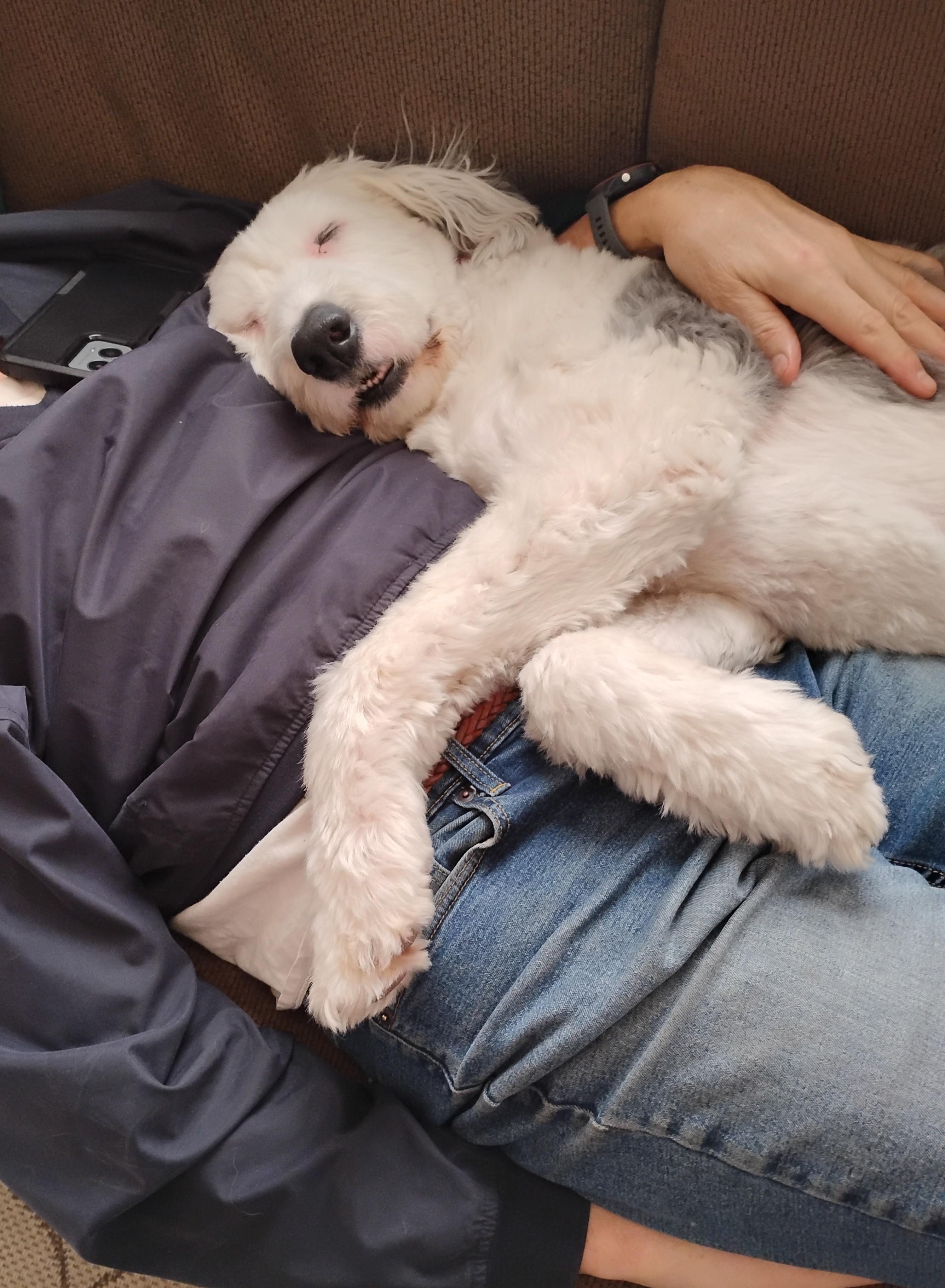 Tucker, an adopted Old English Sheepdog in Plymouth, MI image 3/6
