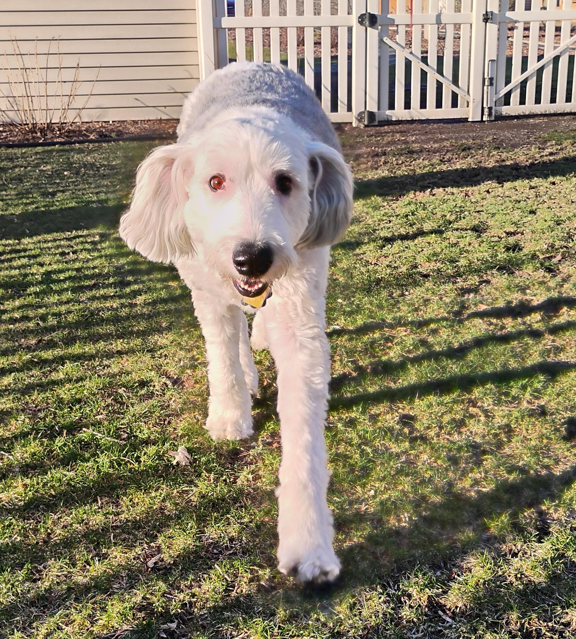Tucker, an adopted Old English Sheepdog in Plymouth, MI image 2/6