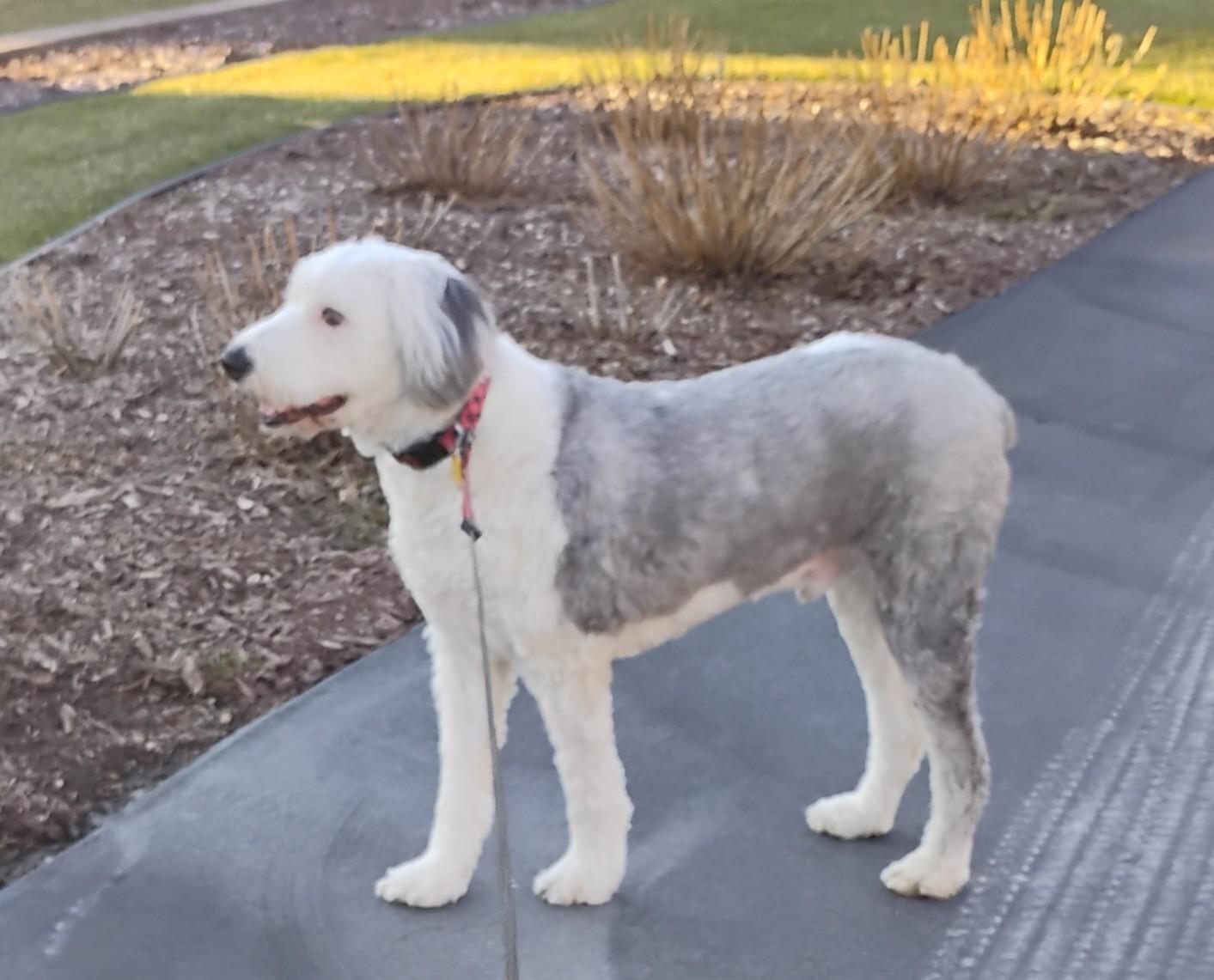 Tucker, an adopted Old English Sheepdog in Plymouth, MI image 4/6