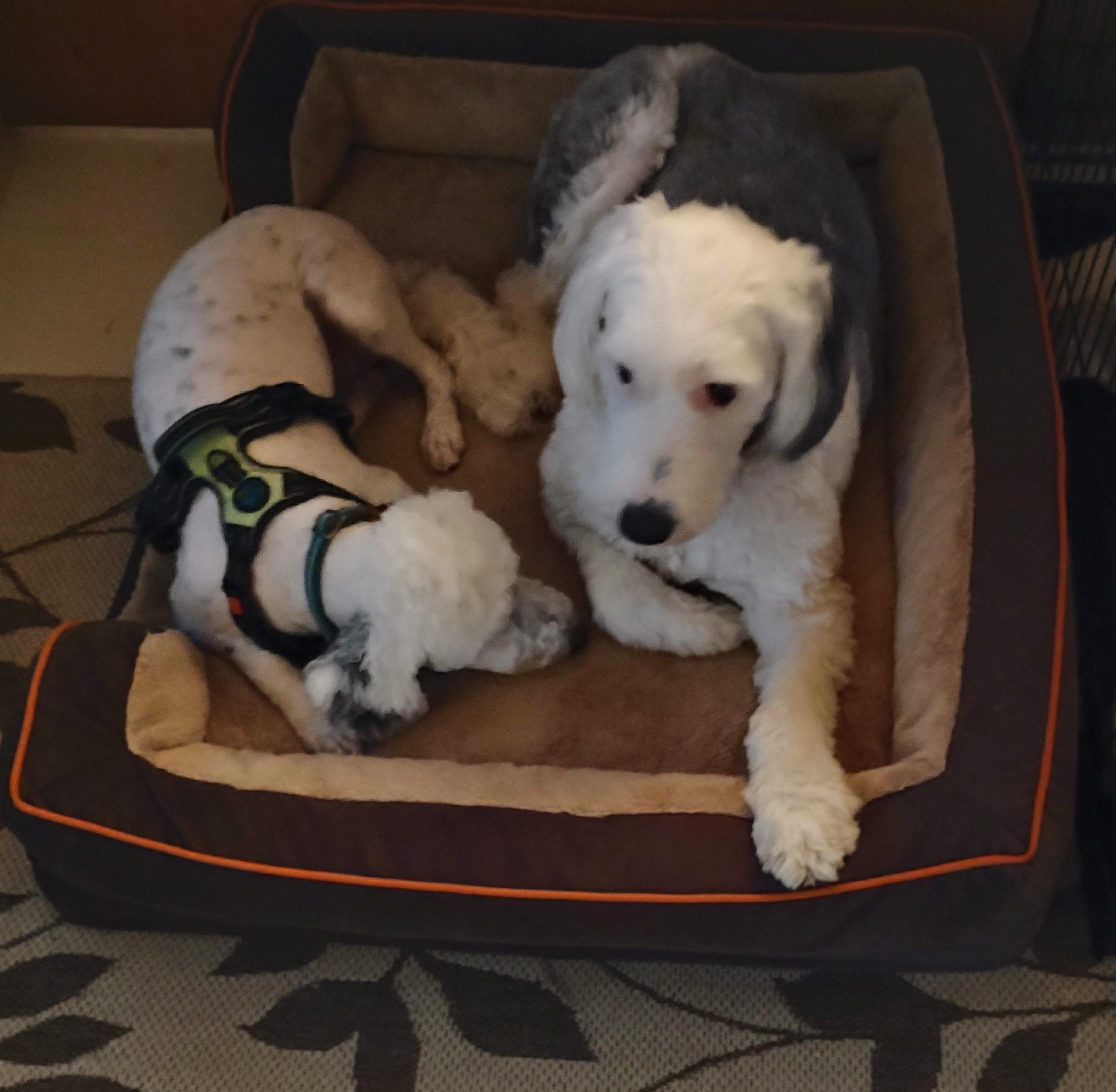Tucker, an adopted Old English Sheepdog in Plymouth, MI image 6/6