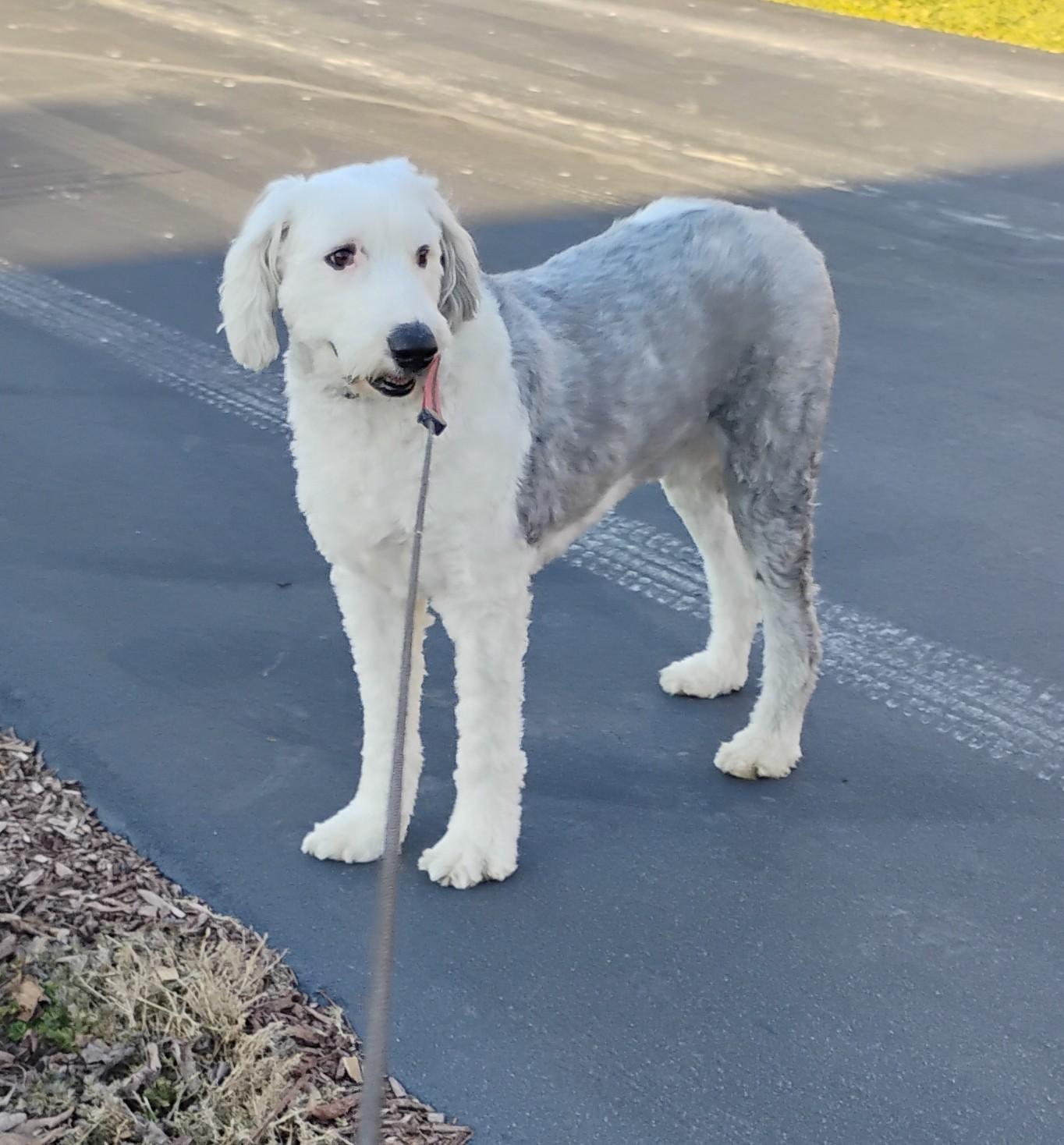 Tucker, adopted, Adult Male Old English Sheepdog.