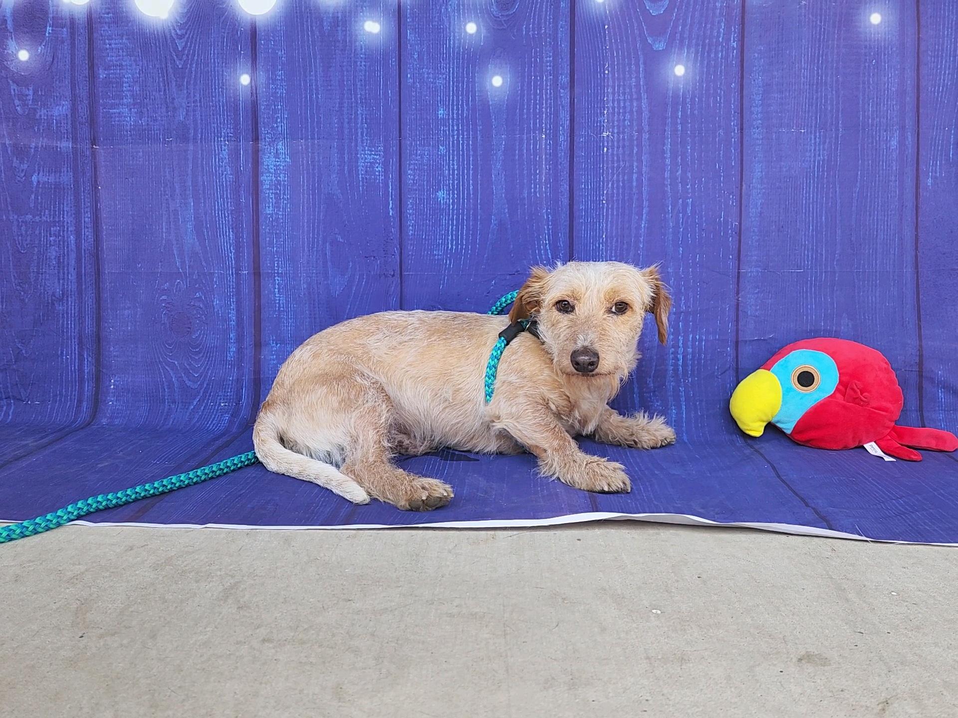 Captain, Adopted, Adult Male Standard Poodle.
