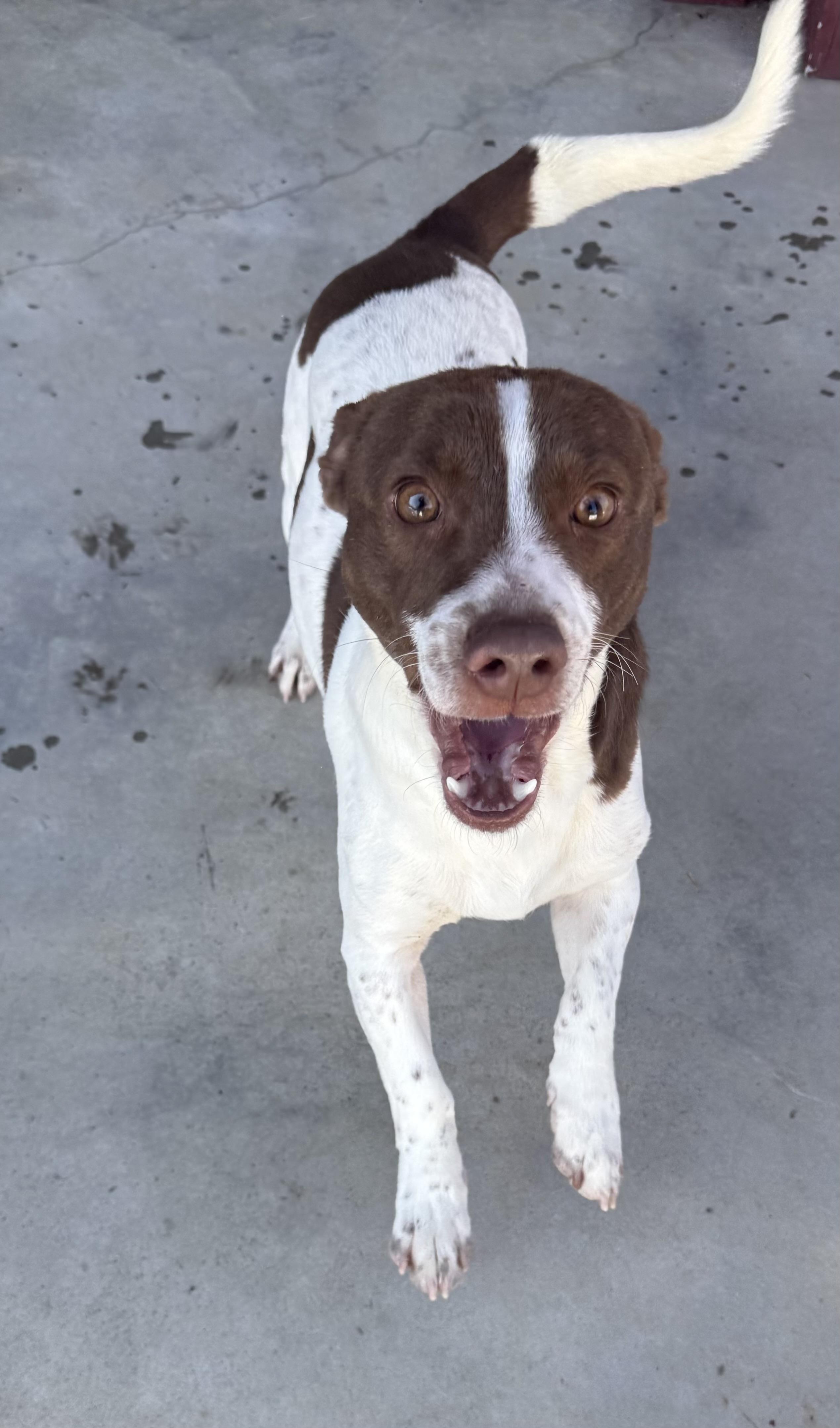 Bones Malone, adoptable, Puppy Male Mixed Breed.