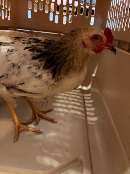 Preston, Adoptable, Adult Male Chicken & Chicken.