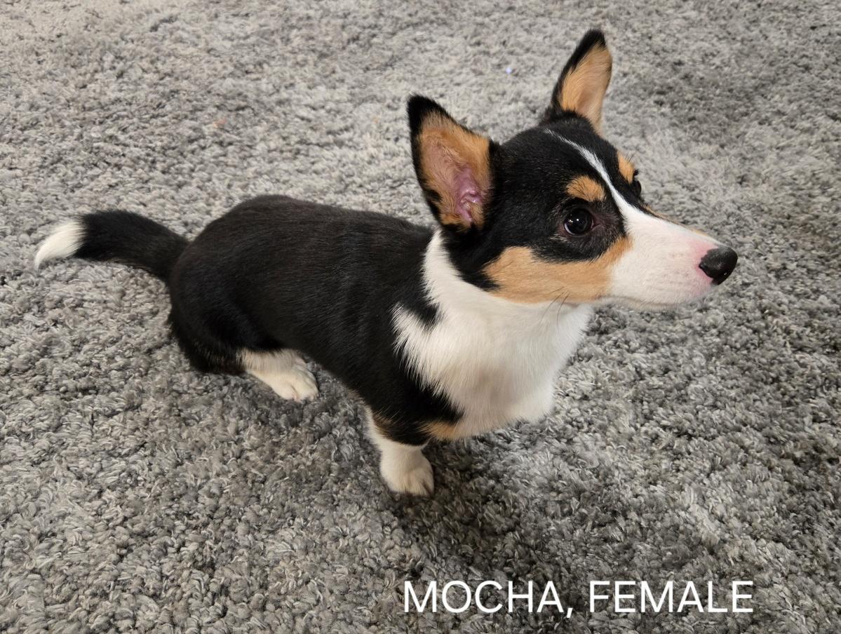 Enlarge ADOPTED! Milo and Mocha, a Adoptable Corgi in Junction City, KS image 5/6