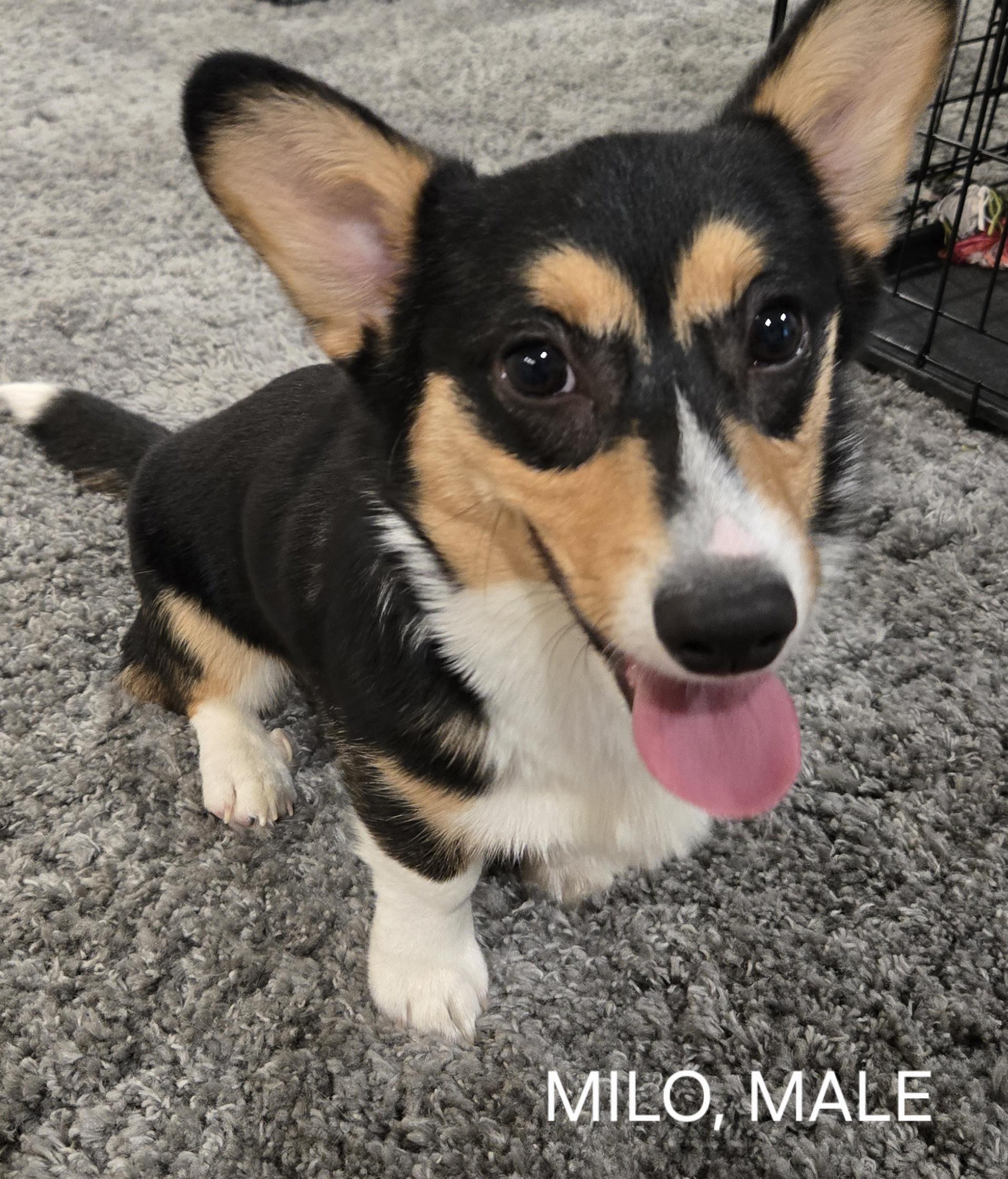Enlarge ADOPTED! Milo and Mocha, a Adoptable Corgi in Junction City, KS image 6/6