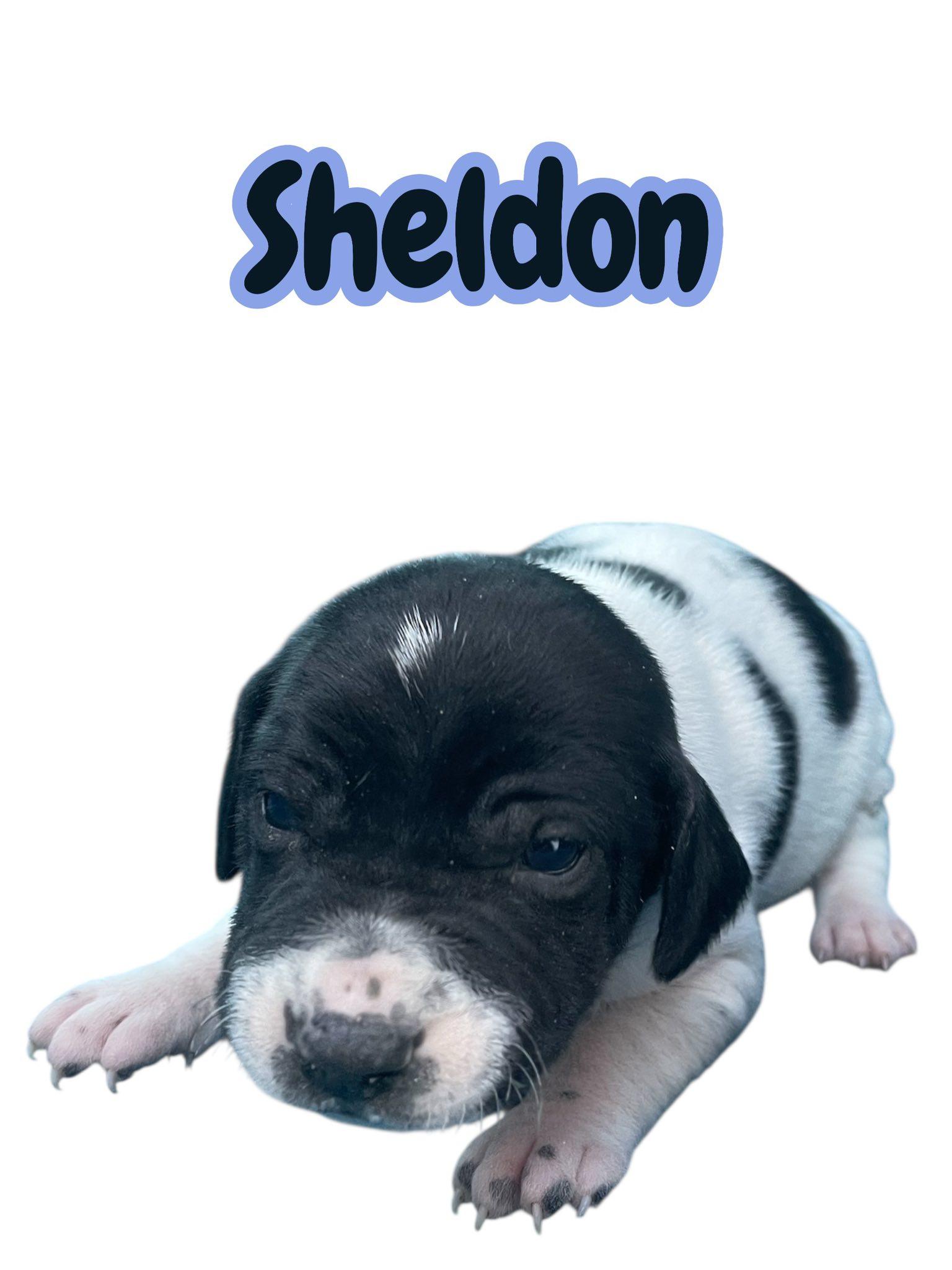 Sheldon